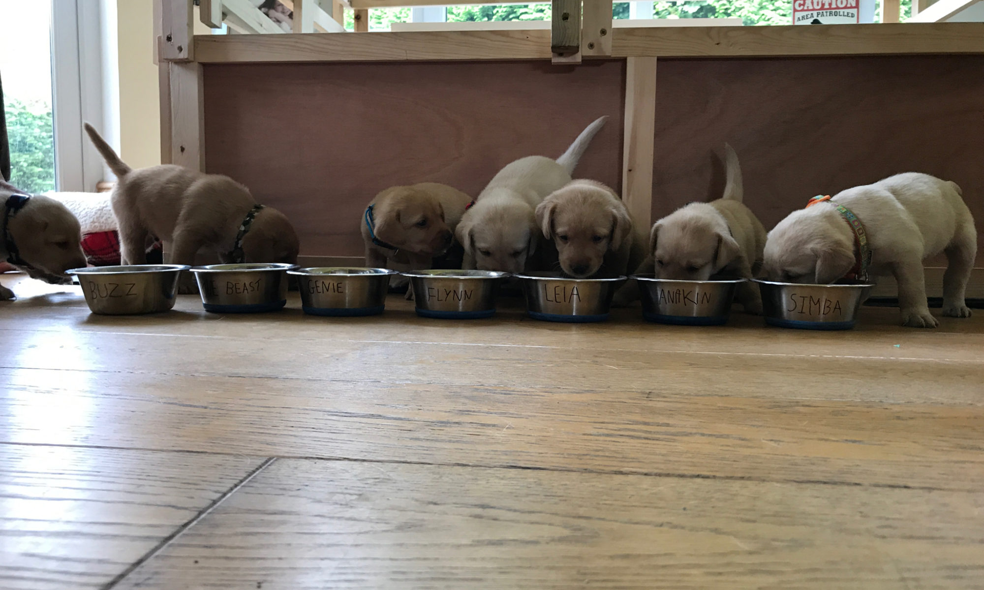 York Labrador Puppies for Sale