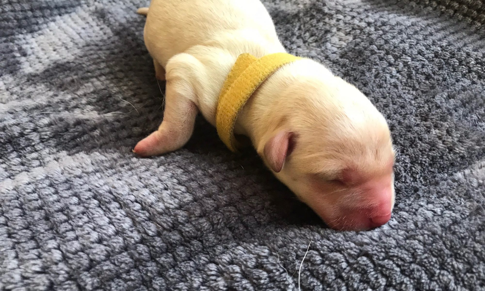 Bolt Labrador Puppy 1 day old